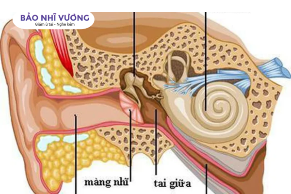 cấu tạo tai