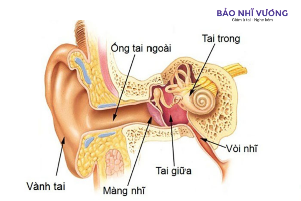 cấu tạo tai