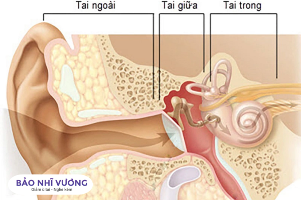 cấu tạo tai