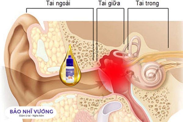 cấu tạo tai