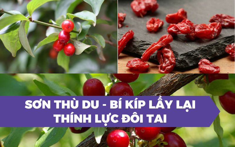 Sơn thù du - Bí kíp lấy lại thính lực đôi tai